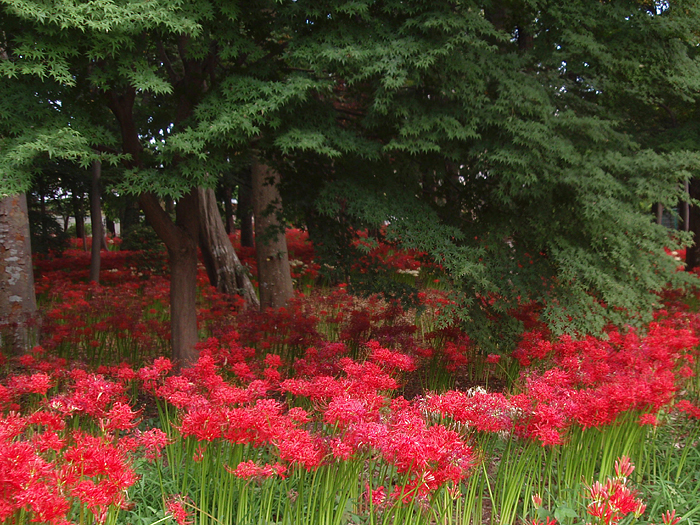 千葉県某寺のすっごい彼岸花 京都単独煩悩紀行