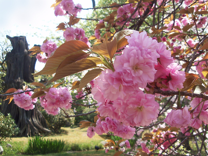 桜コレクション 19 その他八重桜 京都単独煩悩紀行